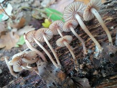 Mycena haematopus