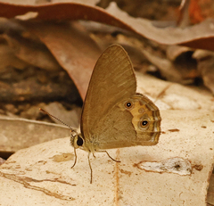 Hypocysta pseudirius