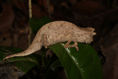 Brookesia superciliaris