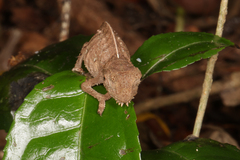 Brookesia superciliaris