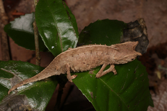 Brookesia superciliaris