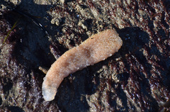 Pyrosoma