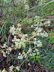 Astrotricha ledifolia