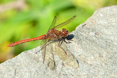 Sympetrum nigrifemur