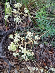 Astrotricha ledifolia
