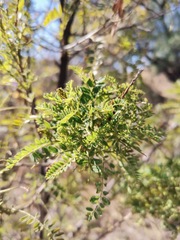 Eysenhardtia polystachya