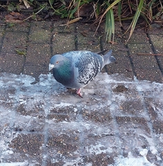 Columba livia domestica