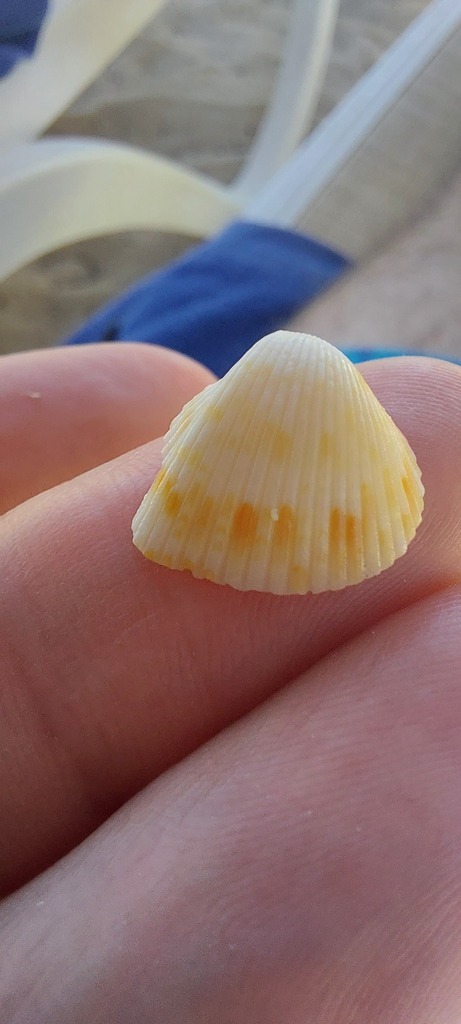 Atlantic Strawberry Cockle