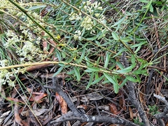 Astrotricha ledifolia