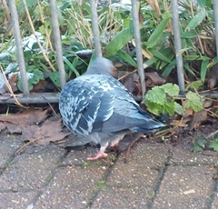 Columba livia domestica