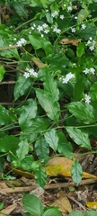 Plumbago zeylanica