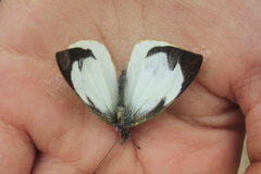Leptophobia aripa