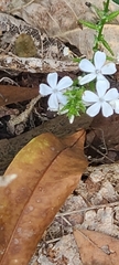 Plumbago zeylanica