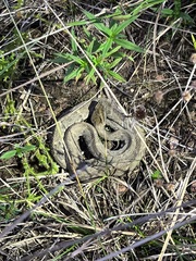 Bothrops atrox