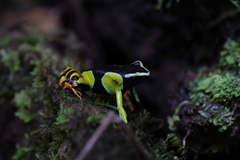Mantella baroni