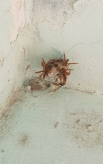 Polistes crinitus