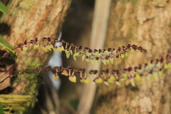 Stelis liberalis