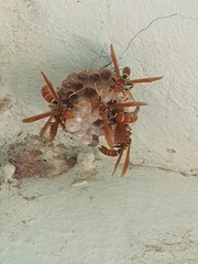 Polistes crinitus
