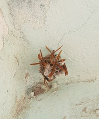 Polistes crinitus