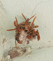Polistes crinitus