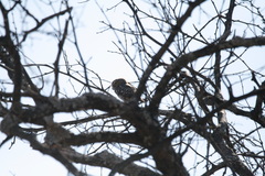 Glaucidium perlatum