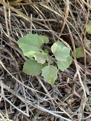 Physalis cinerascens