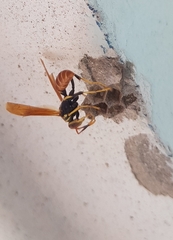 Polistes crinitus