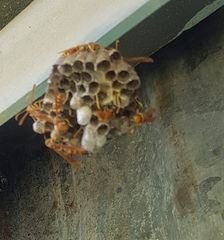 Polistes crinitus