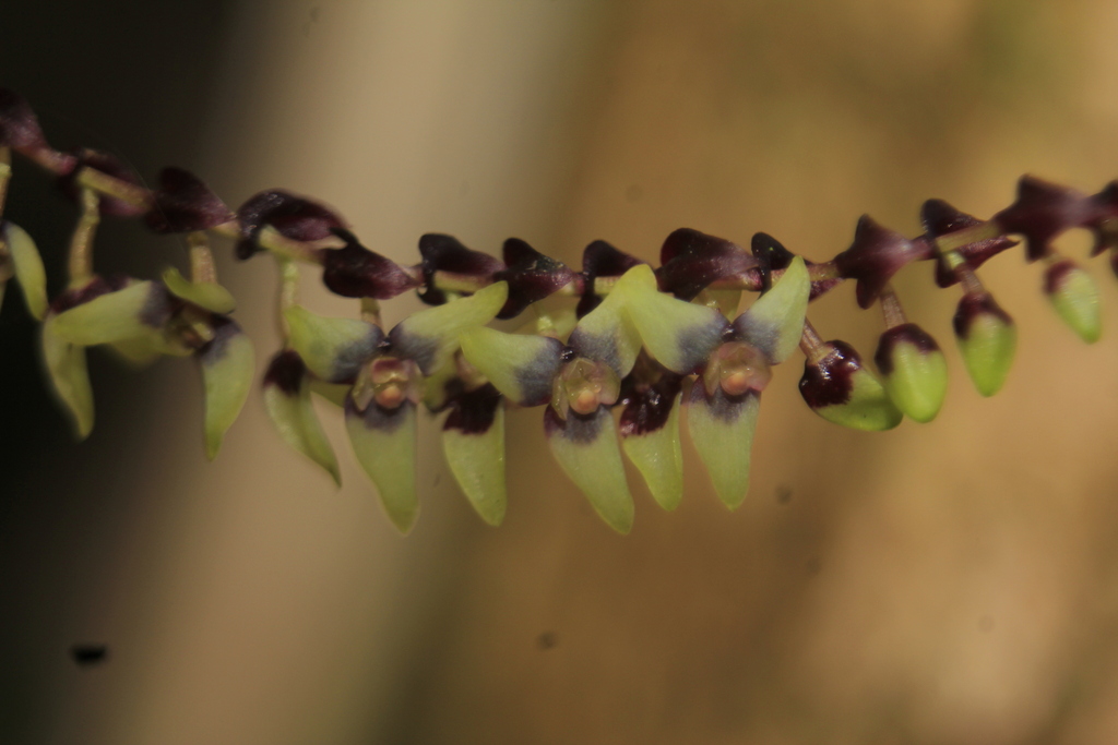 Stelis liberalis