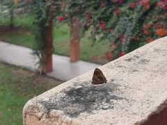 Lamprospilus collucia