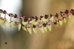 Stelis liberalis
