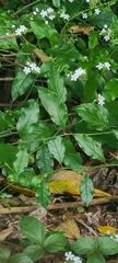 Plumbago zeylanica