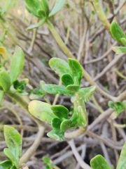 Sedum praealtum