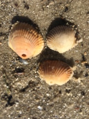 Lunarca ovalis
