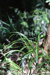 Dianella