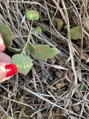 Physalis cinerascens
