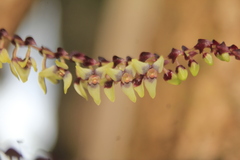 Stelis liberalis