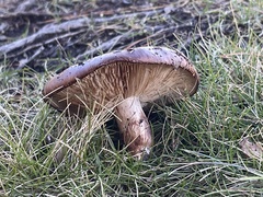 Tricholoma fracticum