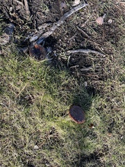 Tricholoma fracticum