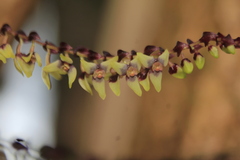 Stelis liberalis