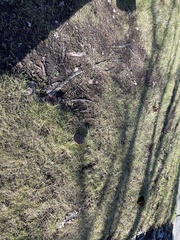 Tricholoma fracticum