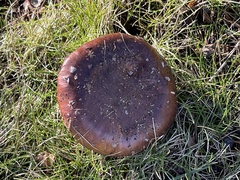 Tricholoma fracticum