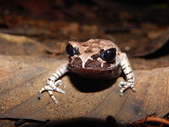 Leptobrachium hasseltii