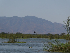 Anastomus lamelligerus