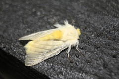 Repnoa