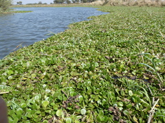 Limnobium laevigatum