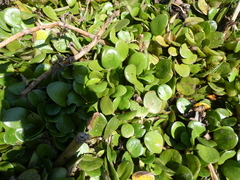 Limnobium laevigatum