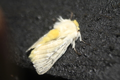 Repnoa