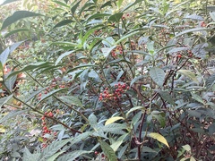 Psychotria tenuifolia