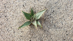 Stillingia spinulosa